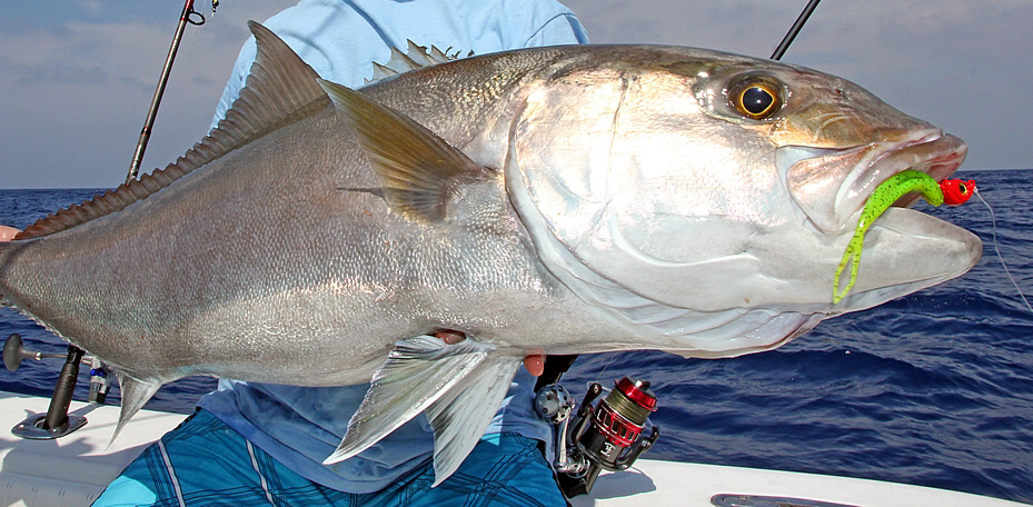 Amberjack